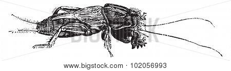 Mole cricket, vintage engraved illustration. Natural History of Animals, 1880.