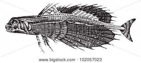 Dactyloptere, vintage engraved illustration. Natural History of Animals, 1880.
