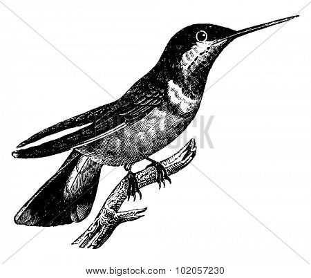 Hummingbird, vintage engraved illustration. Natural History of Animals, 1880.