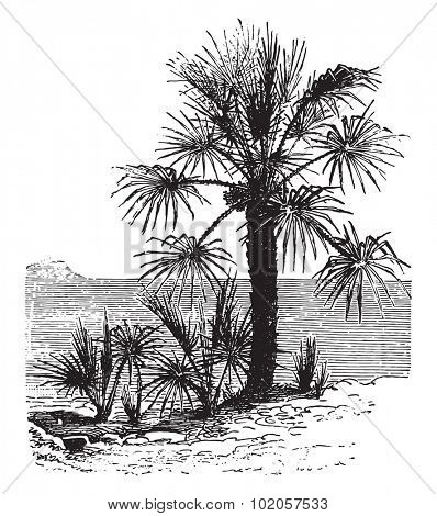 Chamaerops dwarf, vintage engraved illustration. La Vie dans la nature, 1890. 