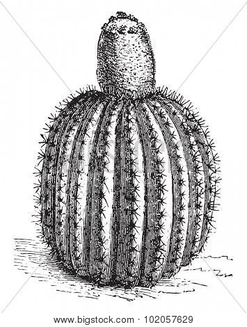 Melocactus, vintage engraved illustration. La Vie dans la nature, 1890. 