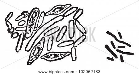 Bacillus butyricus, Bacillus acidi lactici, vintage engraved illustration. 