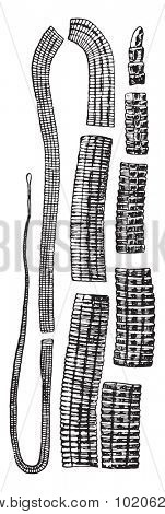 Bothriocephalus latus, vintage engraved illustration. 
