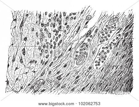 Granular tissue, vintage engraved illustration. 
