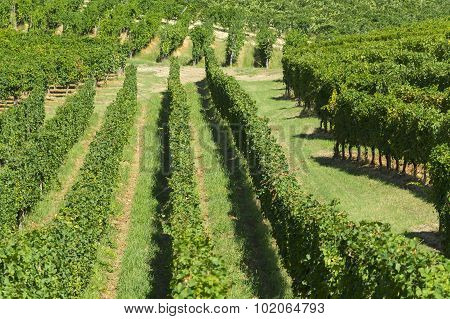 Vineyards In Oltrepo Pavese (italy)