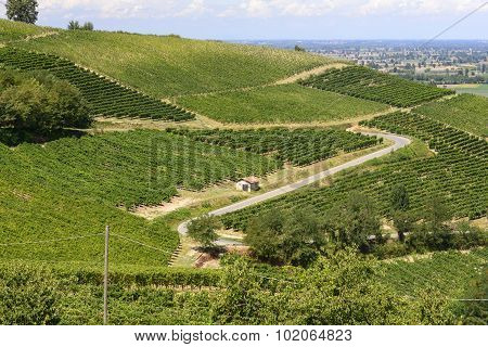 Vineyards In Oltrepo Pavese (italy)