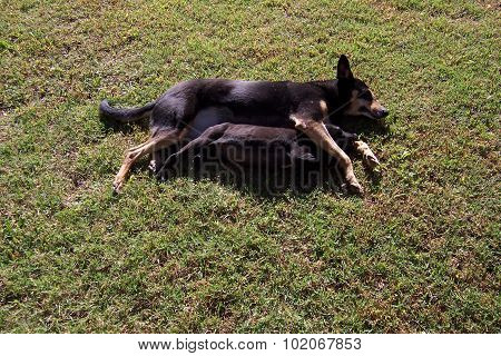 Dogs´s nap time spooning