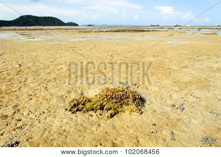 Shell And Algea On The Beach