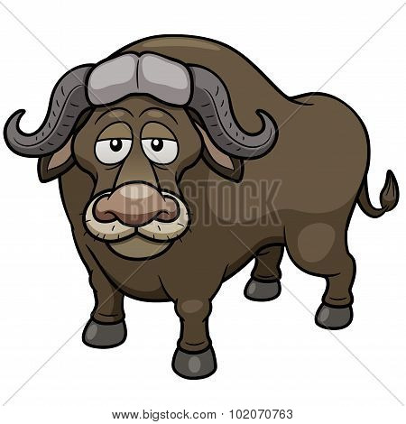 Wild Buffalo