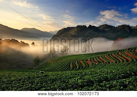 Organic Strawberry Field On Terrace, Doi Ang Khang, Chiang Mai, Thailand