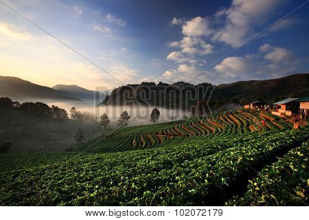 Organic Strawberry Field On Terrace, Doi Ang Khang, Chiang Mai, Thailand