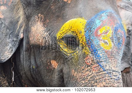 painting on elephant