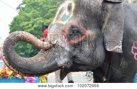 painting on elephant
