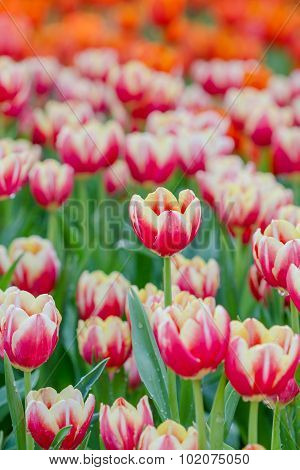 Blooming Spring Flowers Tulips In The Garden