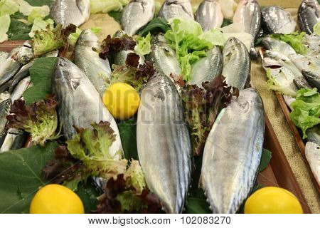 Big fresh sea fish