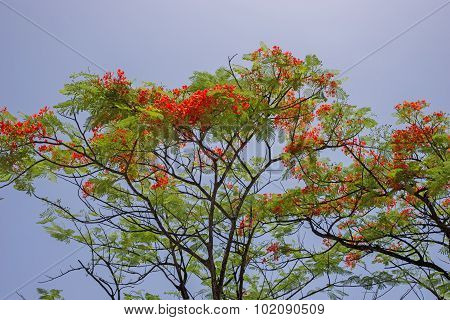 Flamboyant Flower Against Blue Sky