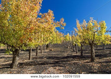 Gran Canaria, Autumnal Fruit Garden In Las Cumbres, Highest Ares Of The Island