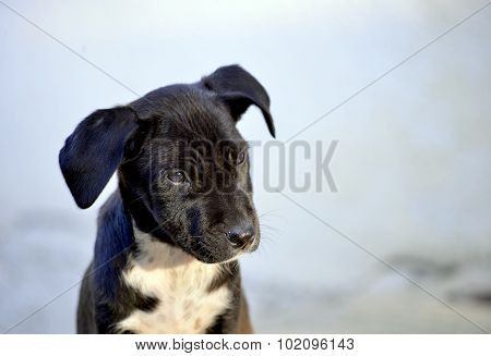 Cute Puppies of Amstaff dog animal theme