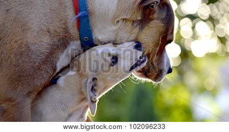 Cute Puppies of Amstaff dog animal theme