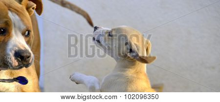 Cute Puppies of Amstaff dog animal theme