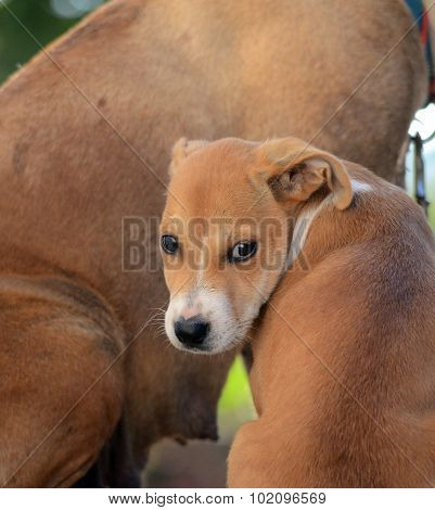 Cute Puppies Of Amstaff Dog, Animal Theme