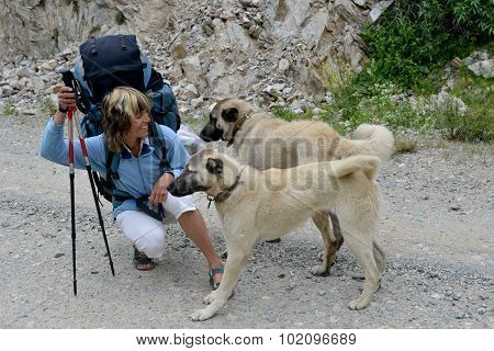 Traveler Meets With Local Dogs