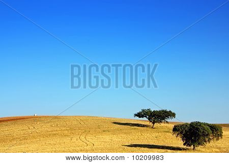 Egetræer på Alentejo felt.