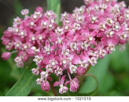 Milkweed