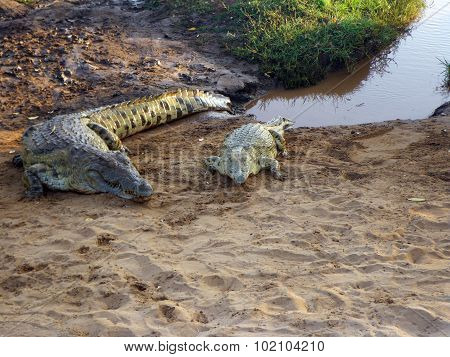 Couple Of Crocodiles