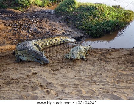 Couple Of Crocodiles