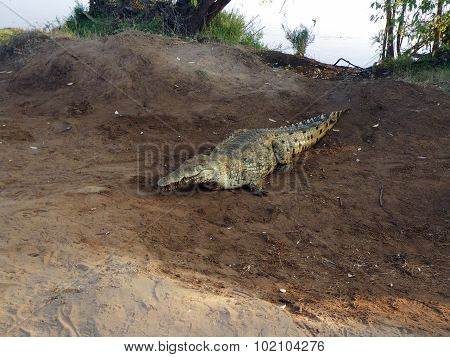Crocodile Close Up