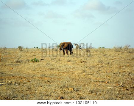 Elephant