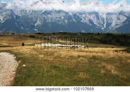Sheperd Control The Flock Grazing Over The Brenta