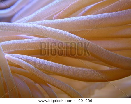 Anemone