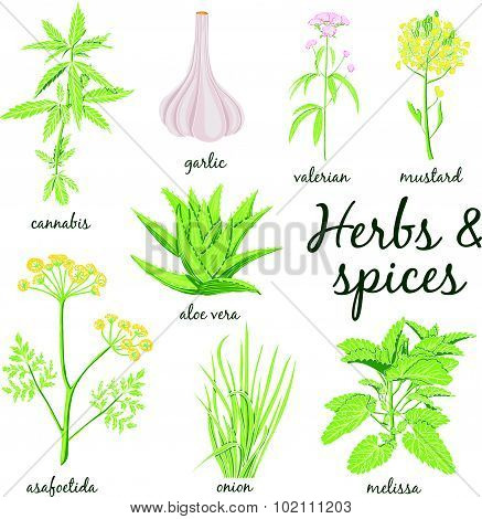 Herbs And Spices Set.