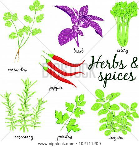 Herbs And Spices Set.