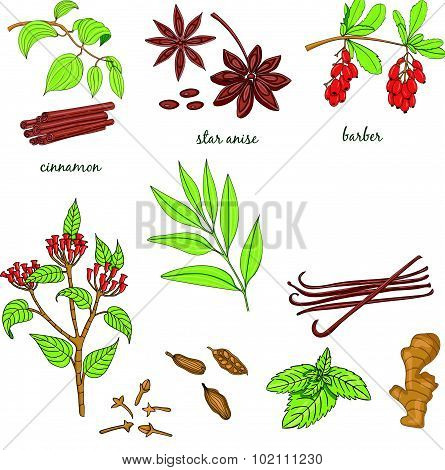Herbs And Spices Set.