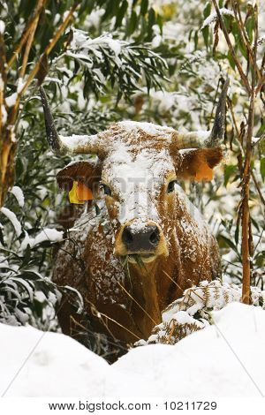 Kuh mit Schnee auf den Busch