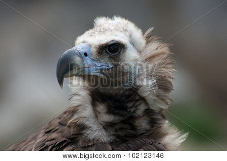 black vulture