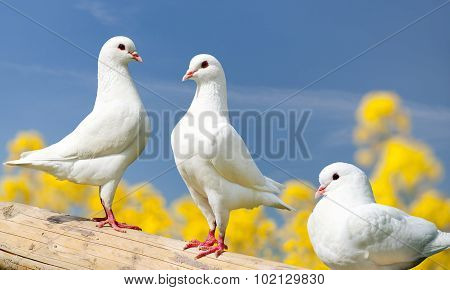 Three White Pigeons On Perch With Yellow Flowering Background