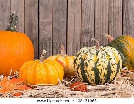 Autumn Squash And Pumpkins