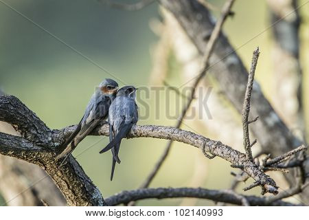 Crested Treeswift In Ella, Sri Lanka