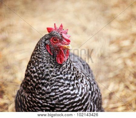 portrait of a chicken in a backyard coop or pen