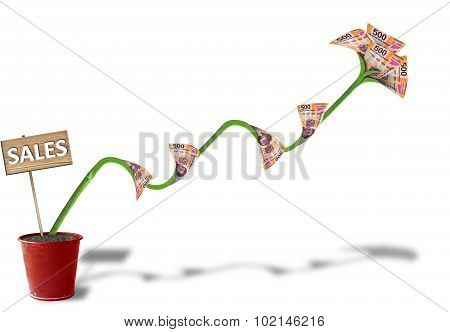 Money Plant