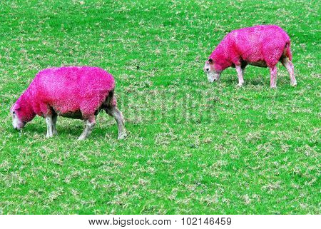 Pink Sheep