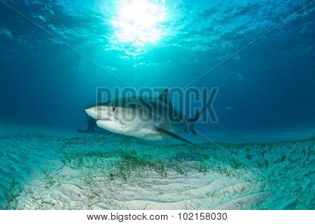 Shark diving