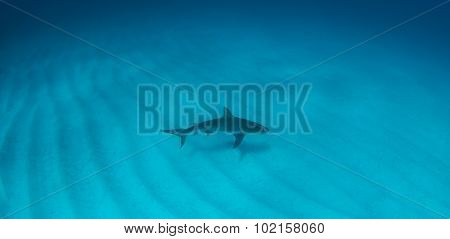Shark diving