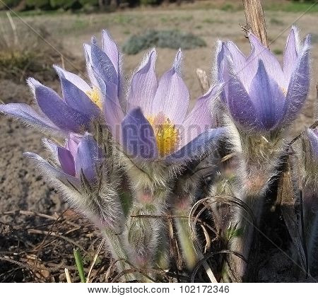 Pasque flower