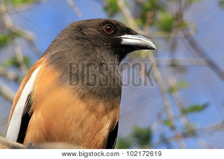 Rufous Treepie