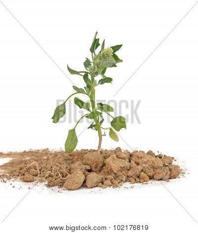 Chenopodium